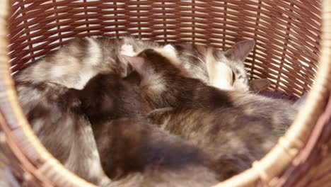 closeup up view of newborn kittens drinking milk from their mom