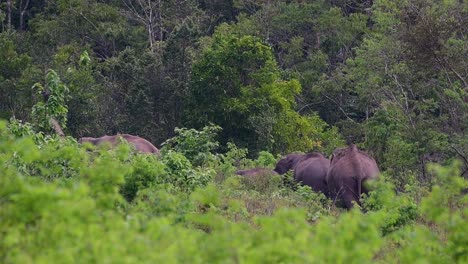 The-Asiatic-Elephants-are-endangered-species-and-they-are-also-residents-of-Thailand