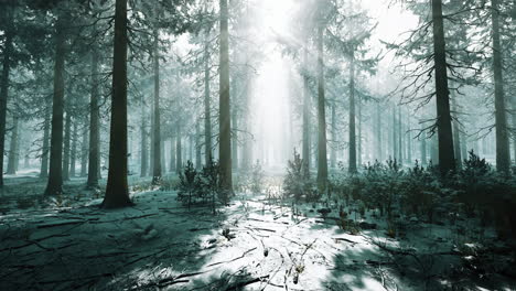 pine forest illuminated by the morning sun on a foggy early spring day
