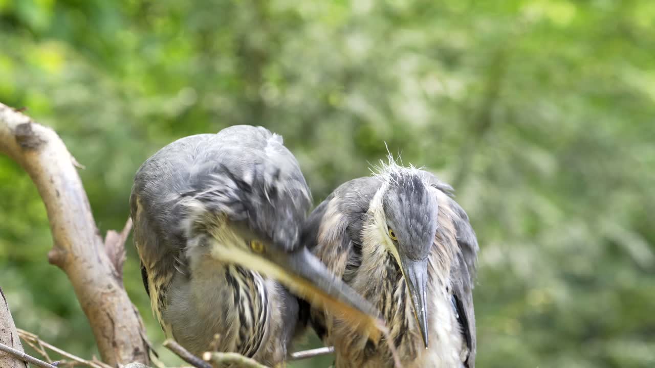 små heroner i reiret sitt