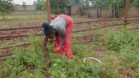 african woman in a traditional masai blanket picking tomatoes in a rural garden in africa