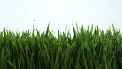 hierba alta en el campo