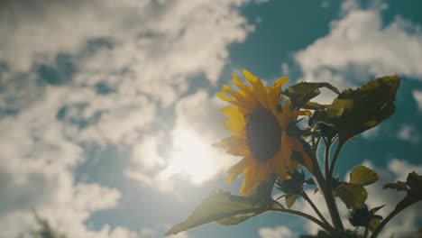 Sunflower-Blossoming-During-Bright-Sunny-Springtime.-Selective-Focus