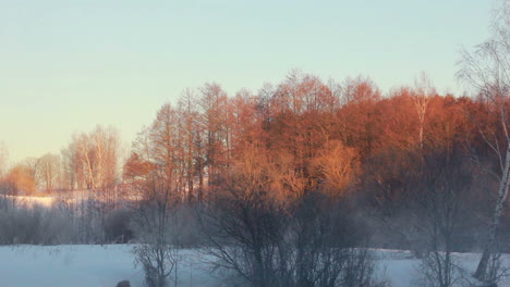 winter landscape. golden colored trees in winter forest covered with snow