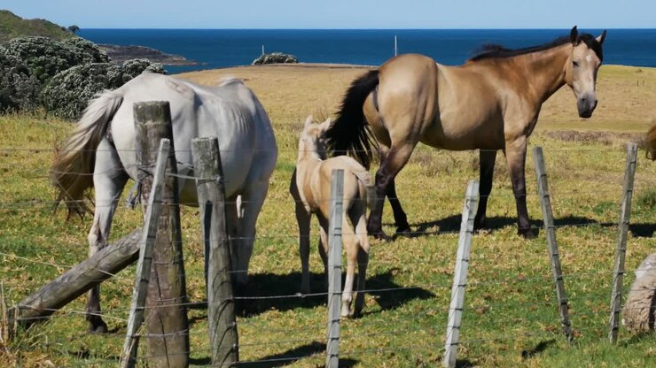 Famiglia di cavalli diversi che pascolano su un prato di fronte all'oceano blu durante un giorno d'estate - Baia di Maitai, Nuova Zelanda - Primo piano