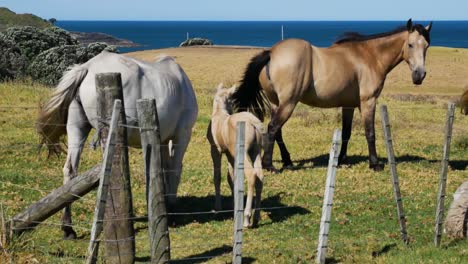 Familia-De-Diferentes-Caballos-Pastando-En-El-Prado-Frente-Al-Océano-Azul-Durante-El-Día-De-Verano---Bahía-Maitai,-Nueva-Zelanda---Cerrar