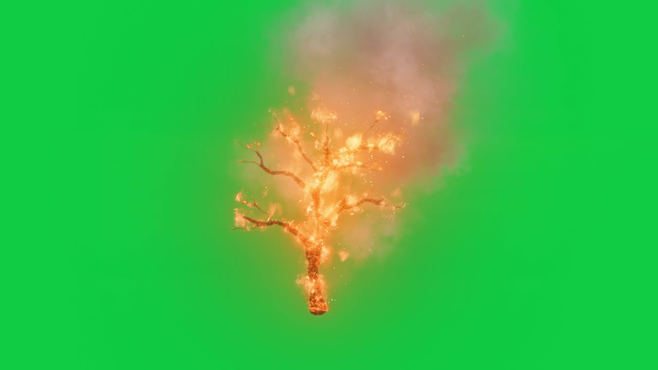 árbol en fuego aislado en fondo de pantalla verde, árbol en llamas aislado, elemento de video de 4k para efectos visuales
