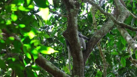 visto desde detrás del árbol luego se araña a sí mismo, mono de hoja de anteojos trachypithecus obscurus, tailandia