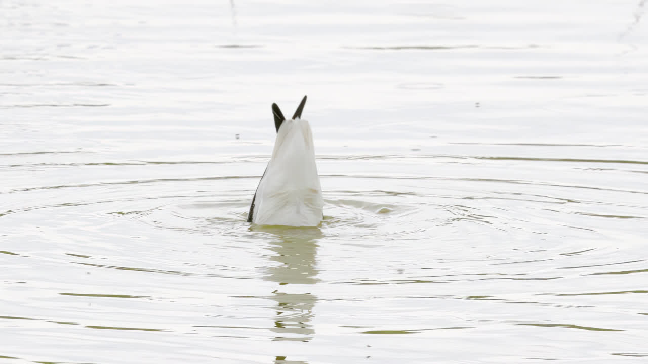 영국 링컨셔 해안 습지 에서 먹이 를 먹는 바다 새