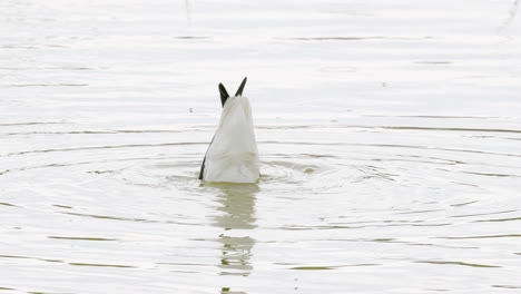 avocet wading seabird feeding on the marshlands of the lincolnshire coast marshlands, uk