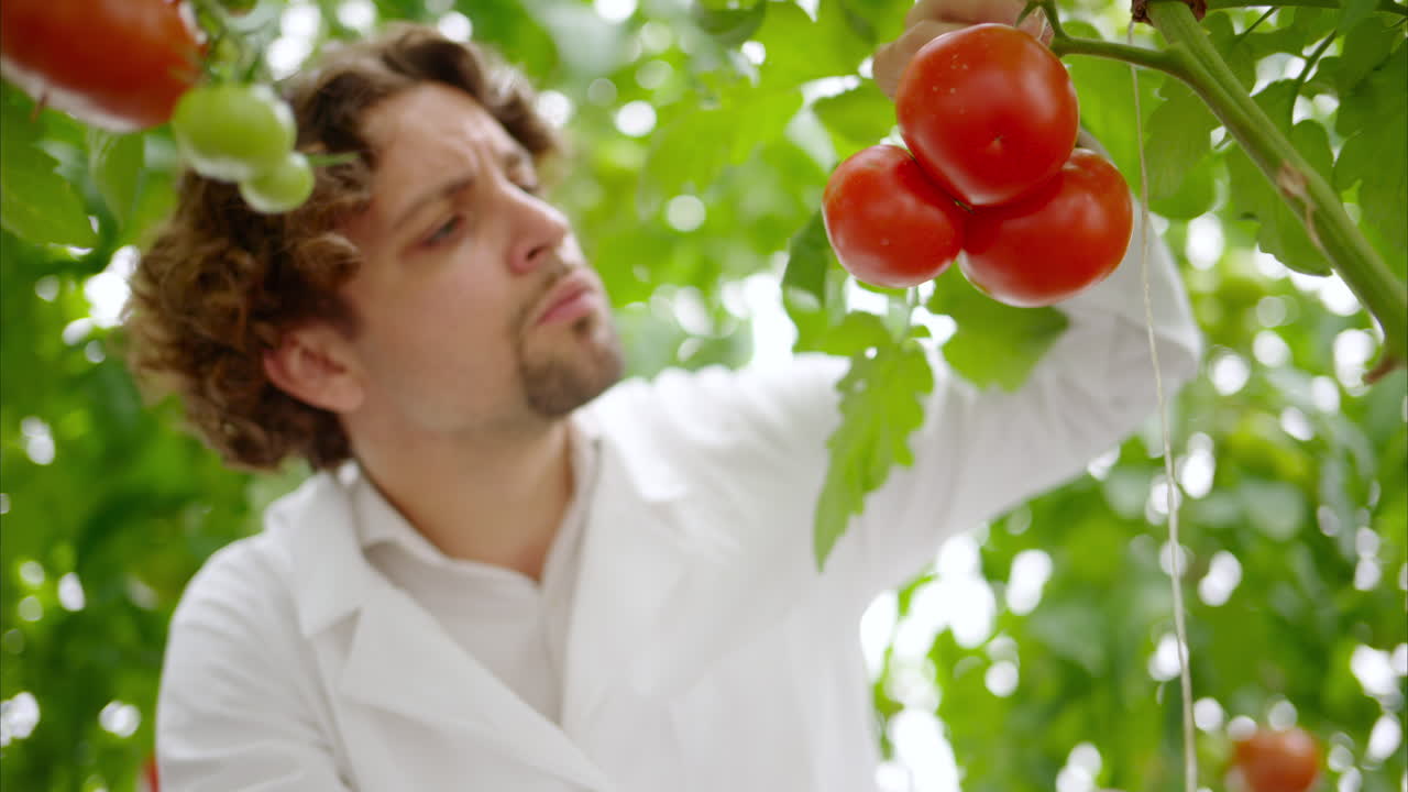Laboratory technician in a white coat analysing tomatoes grown in a greenhouse