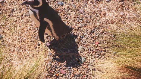 top down shot looking at head of a magellanic penguin between the grasses and gravel on the beach