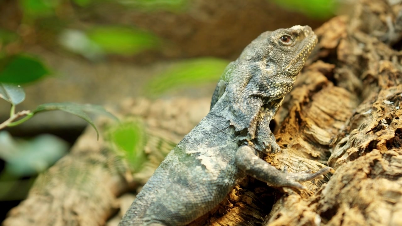 Frilled lizard climbing a tree trunk