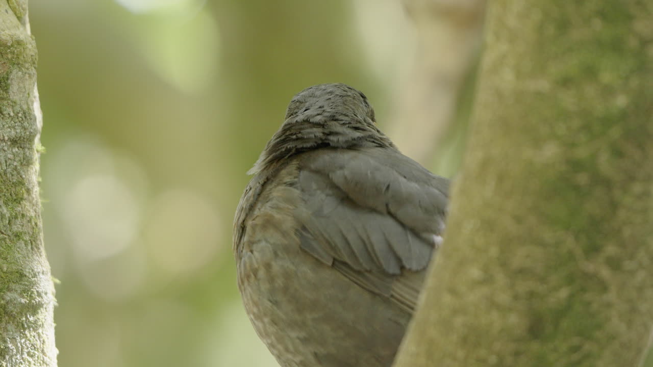 el mirlo eurasiático en un árbol mirando alrededor de su hábitat en wellington, nueva zelanda