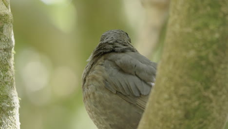 eurasian blackbird on tree looking around its habitat in wellington, new zealand