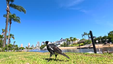 magpie exploring grassy area near city skyline