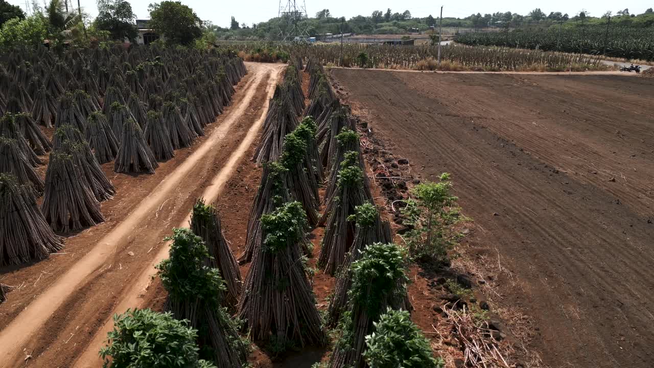 Cassava Farm and Harvesting