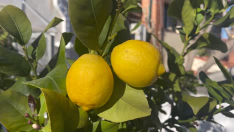 summer delight: a slow motion video of lemons glistening in the sun on a tree