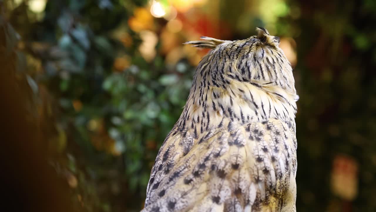 сова-орел поворачивает голову, внимательно наблюдая за окружающей средой.