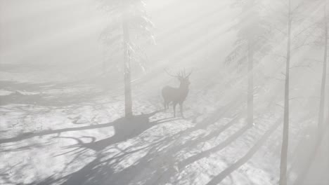 proud noble deer male in winter snow forest
