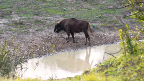 european bison standing by a muddy stream,sniffing,czechia