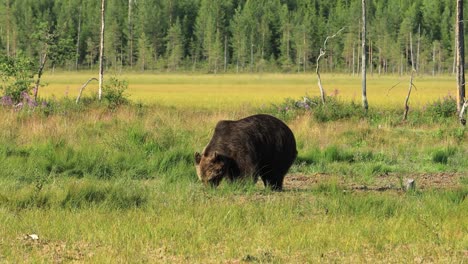 El-Oso-Pardo-(ursus-Arctos)-En-La-Naturaleza-Salvaje-Es-Un-Oso-Que-Se-Encuentra-En-Gran-Parte-Del-Norte-De-Eurasia-Y-América-Del-Norte.-En-América-Del-Norte,-Las-Poblaciones-De-Osos-Pardos-A-Menudo-Se-Denominan-Osos-Pardos.