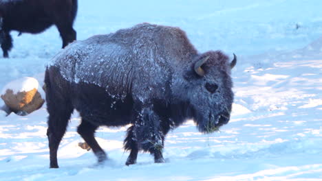 cinematic very frosted yellowstone huge wild buffalo walking in fresh snow reserve park evergreen genesse colorado rocky mountains breathing freezing ice extreme cold winter morning fresh snow follow