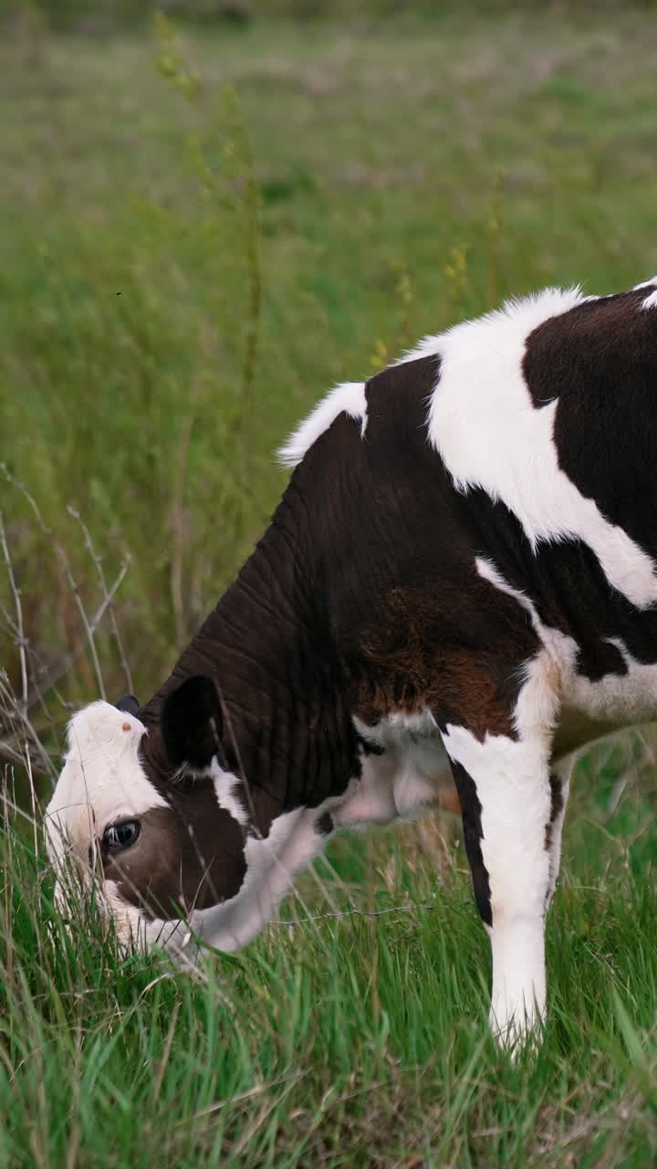 Young cow grazing at the field. Black and white cow walking at the field. Vertical video