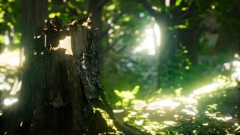 Sonnenlichtstrahlen-Strömen-Durch-Blätter-In-Einem-Regenwald