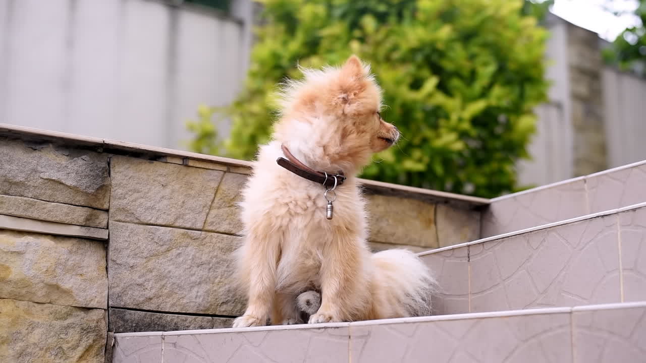 Small pomeranian spitz resting on the stairs in the backyard of the house. Sunny day. Slow motion