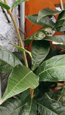 green plant growing on a wall