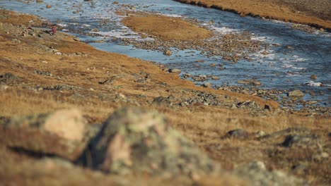 focusing against distant traveler by a tundra river