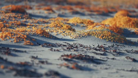 the sandy beach covered with dry seaweed and brightly colored miniature succulent-like plants