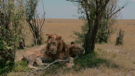 lion and lioness relaxing in a shade in masai mara national pack