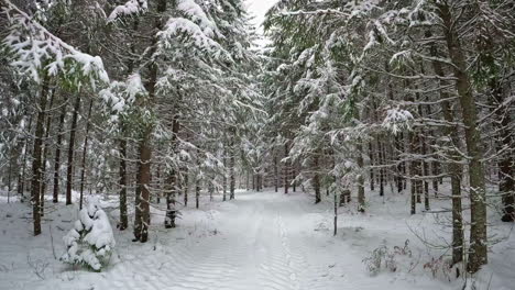 pov shot while walking through white snow covered coniferous forest trees on a cold winter day