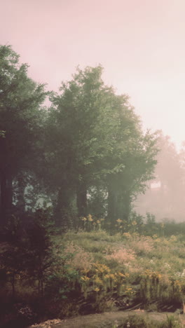 a misty forest path