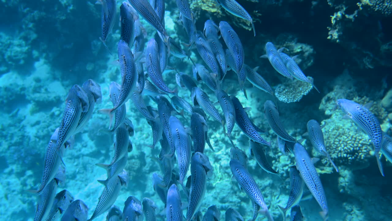 A school of Indian mackerel fish swimming in the red sea