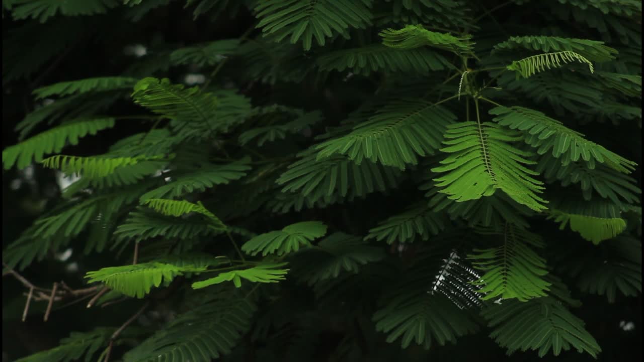 близкий взгляд на пышную зеленую листья