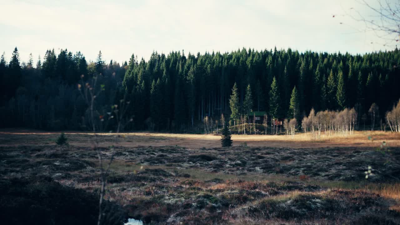 봄 에 울창 한 코니퍼 숲 으로 둘러싸인 불타는  ⁇