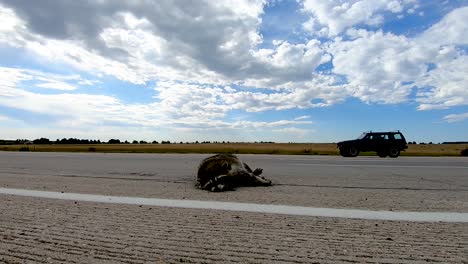 Road-kill-raccoon-decaying-in-the-sun-in-this-time-lapse