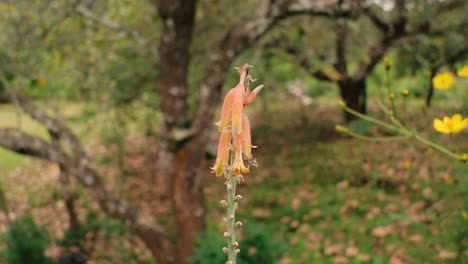 cerca de delicadas flores silvestres en forma de campana en la naturaleza