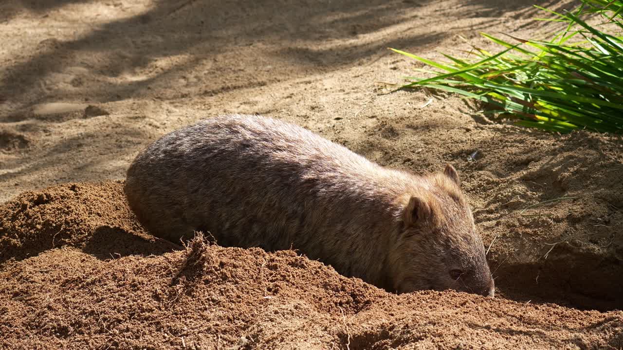 A cute Common wombat (Vombatus ursinus) actively digging a burrow in the sandy ground with its powerful forepaws and kicking loose dirt behind it with the hind legs under the sun, close up shot