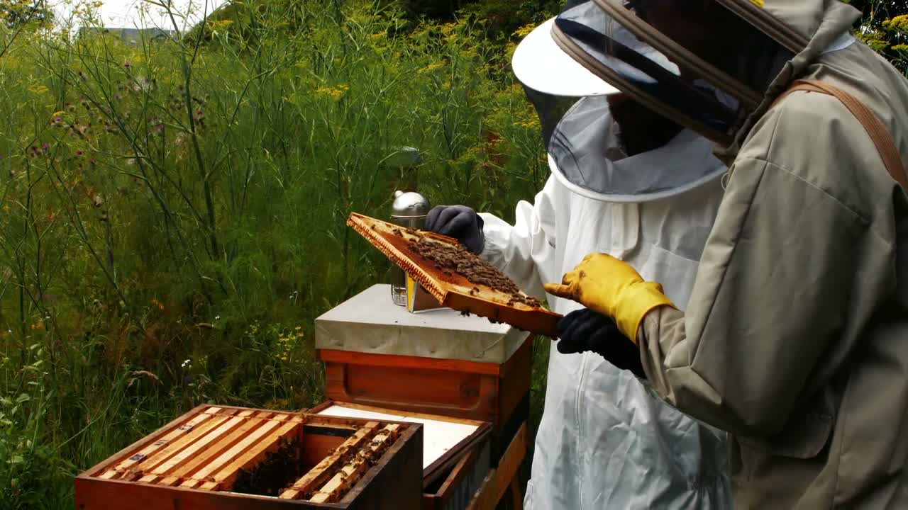 Apicoltori che tengono ed esaminano un alveare