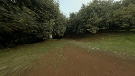 fpv drone: fly into avocado trees orchard in michoacan mexico