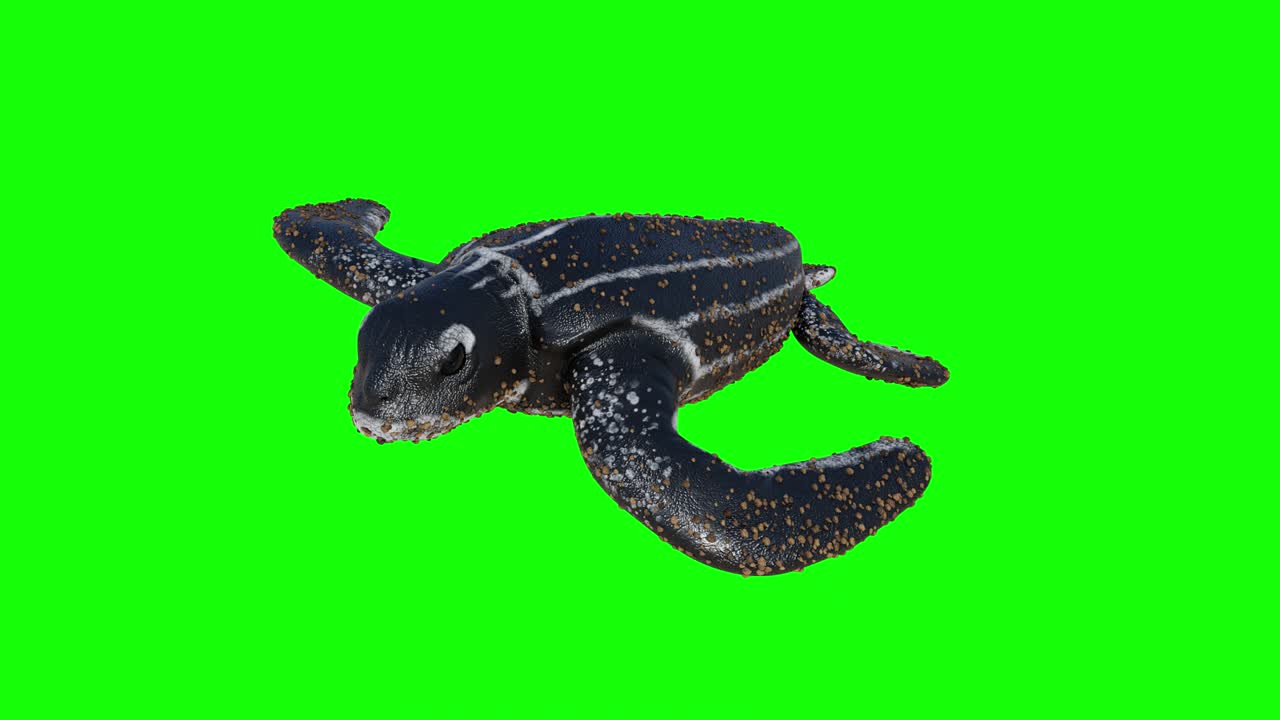 3d rendering animation looping of the Leatherback sea turtle baby ...