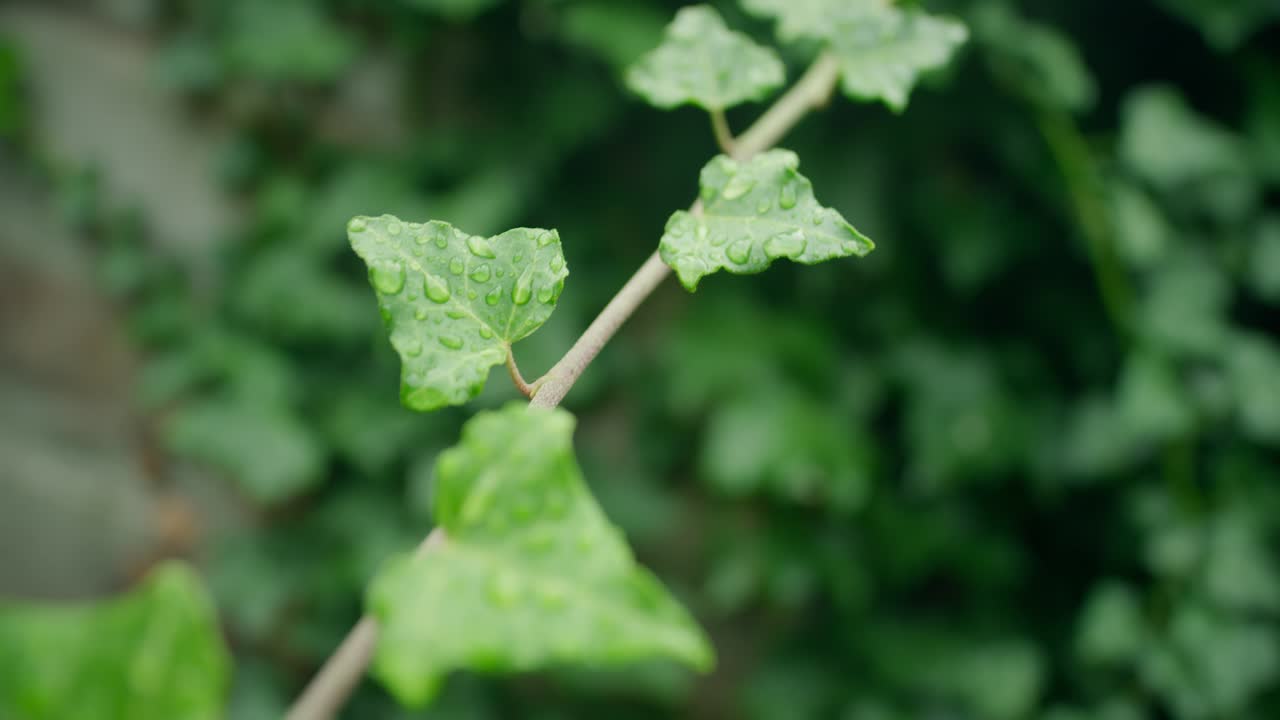 아이비 잎에 물방울
