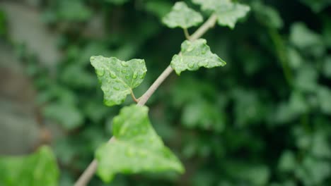 Wassertropfen-Auf-Efeublättern