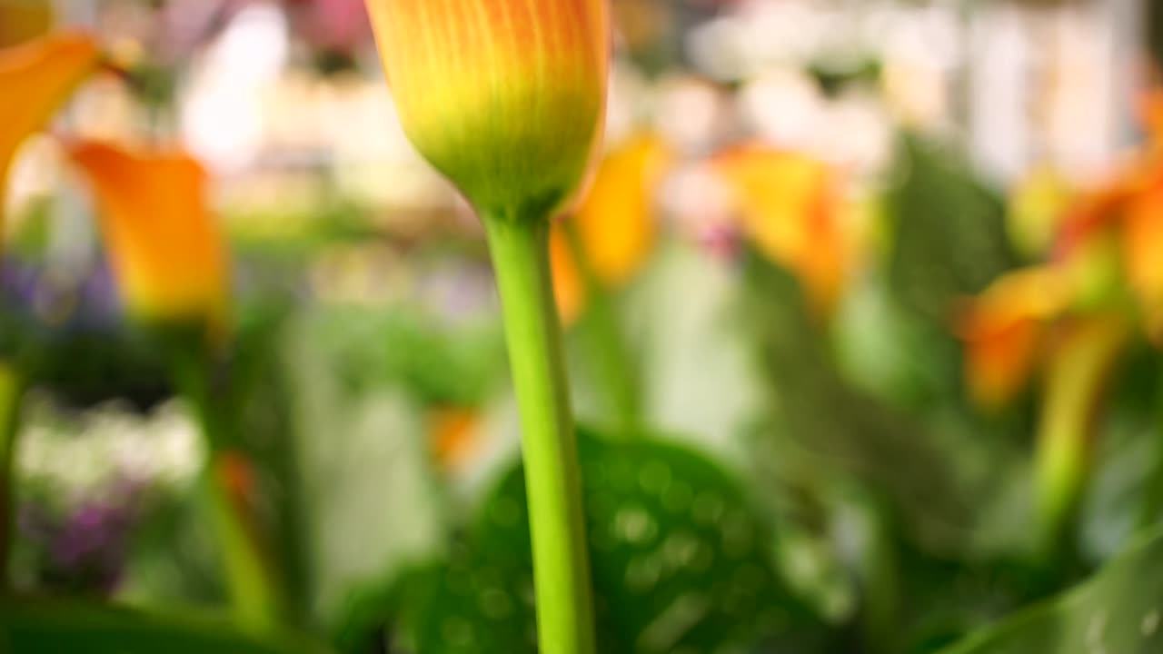 lilly flores en cámara lenta