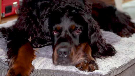 um gordon setter curtindo uma tarde relaxante