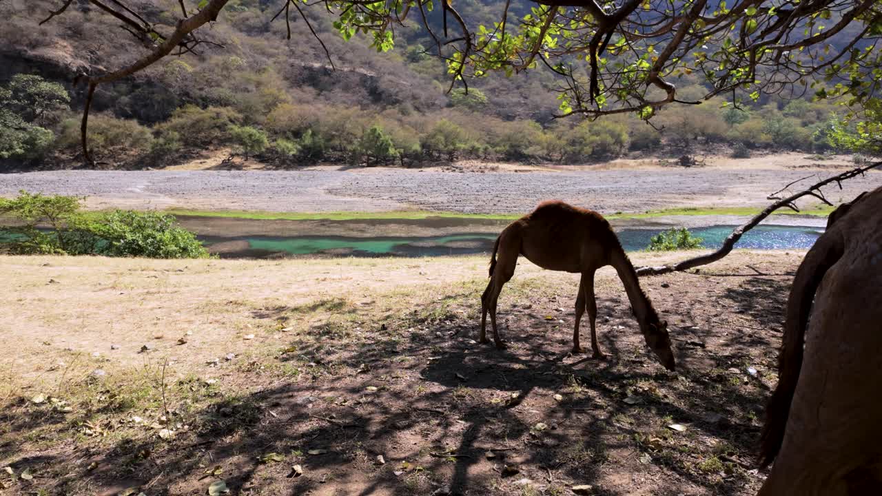 Free range camel at a desert oasis with clear, blue water flowing